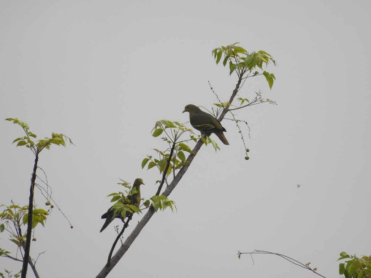 Gray-fronted Green-Pigeon - ML502579731