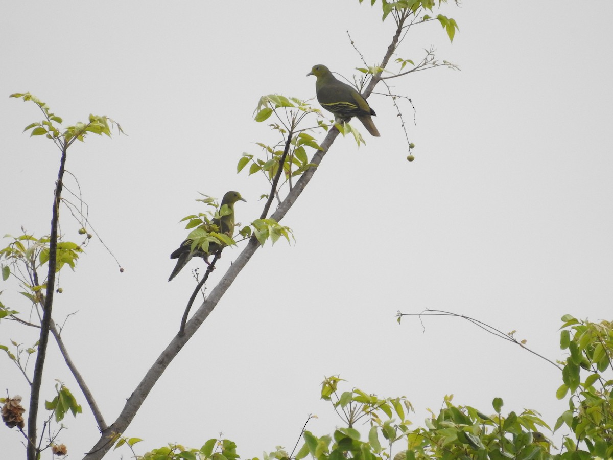 Gray-fronted Green-Pigeon - ML502579741