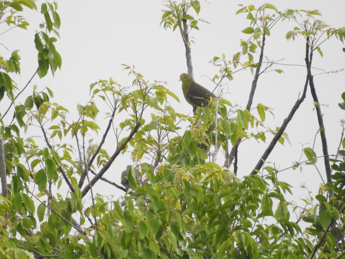 Gray-fronted Green-Pigeon - ML502579751