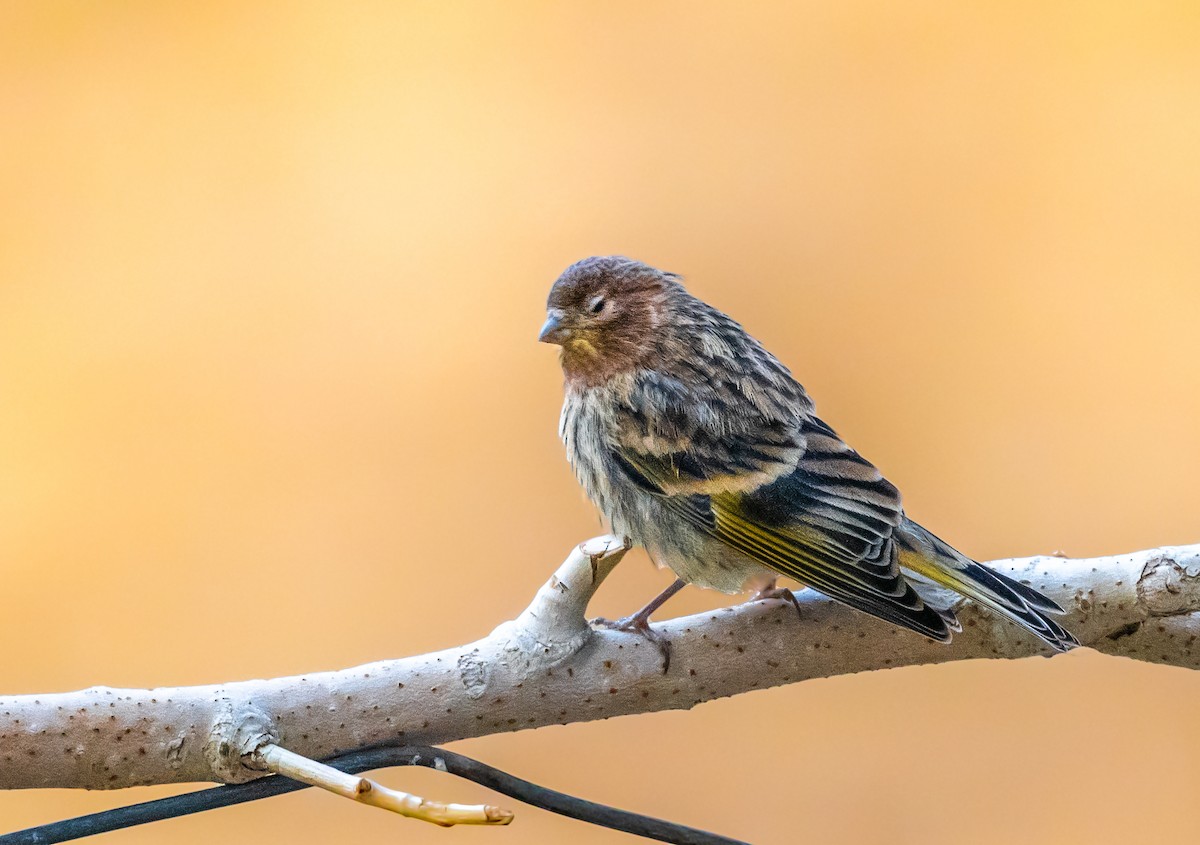 Fire-fronted Serin - ML502580631