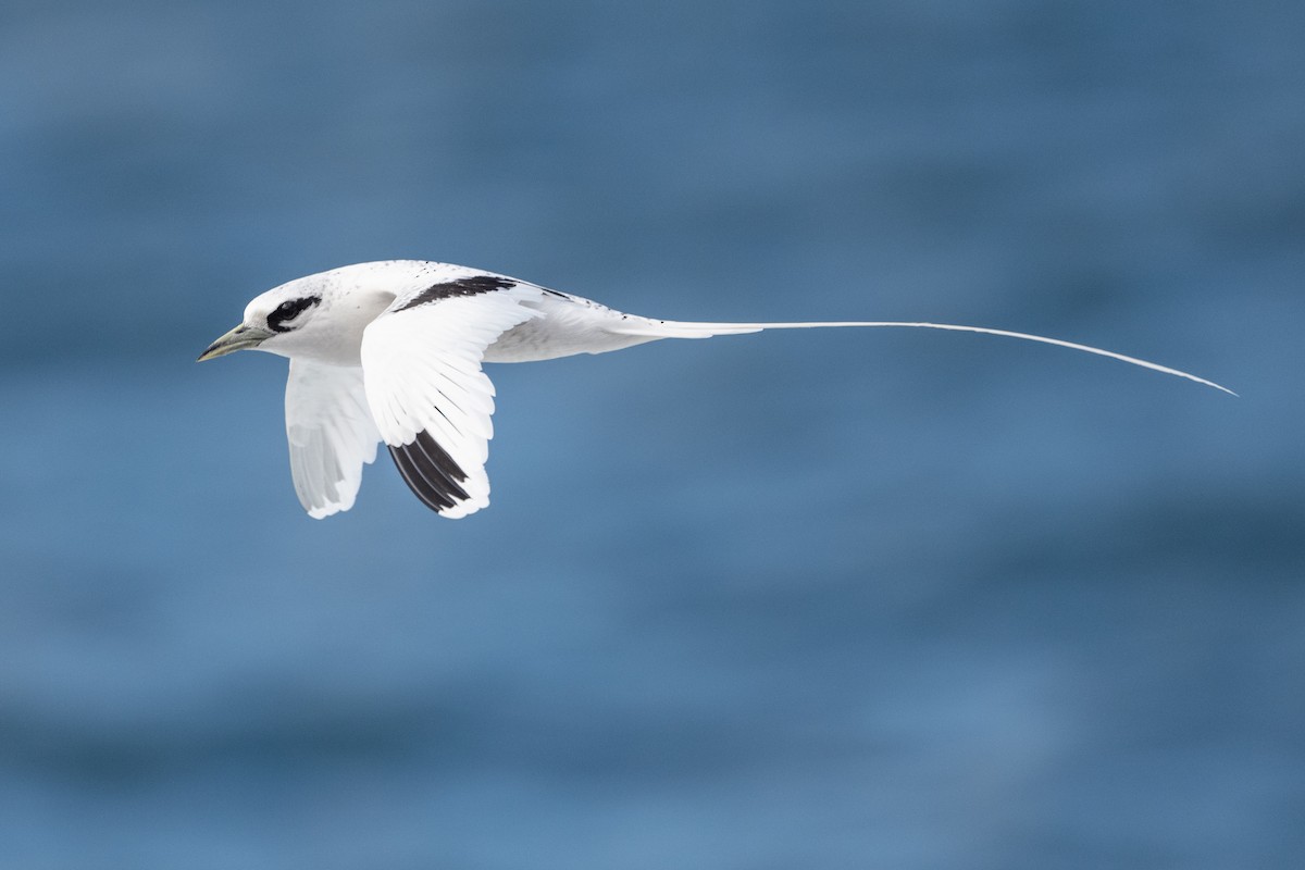 White-tailed Tropicbird - Stephen Davies