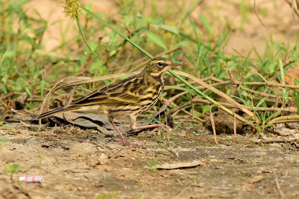 Rosy Pipit - ML502587911