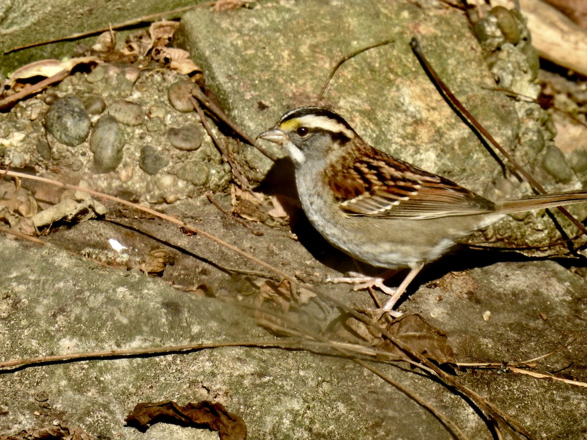 White-throated Sparrow - ML502588331