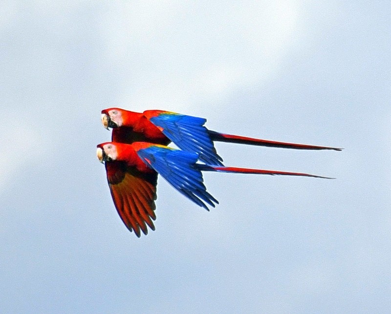 Scarlet Macaw - Daniel Murphy