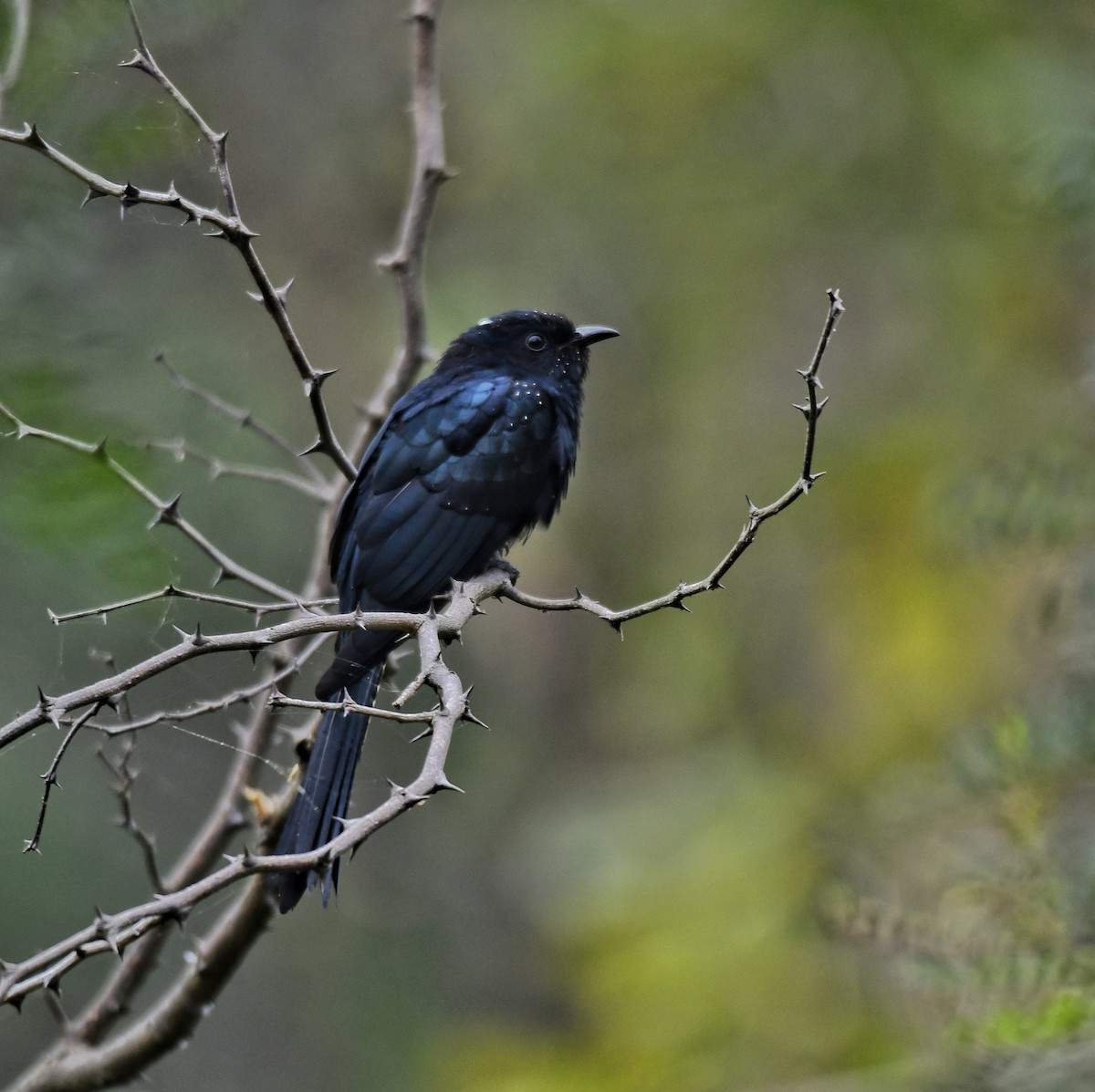 Fork-tailed Drongo-Cuckoo - Mohan Bala