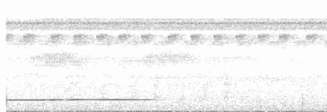 White-throated Tinamou - ML502594191