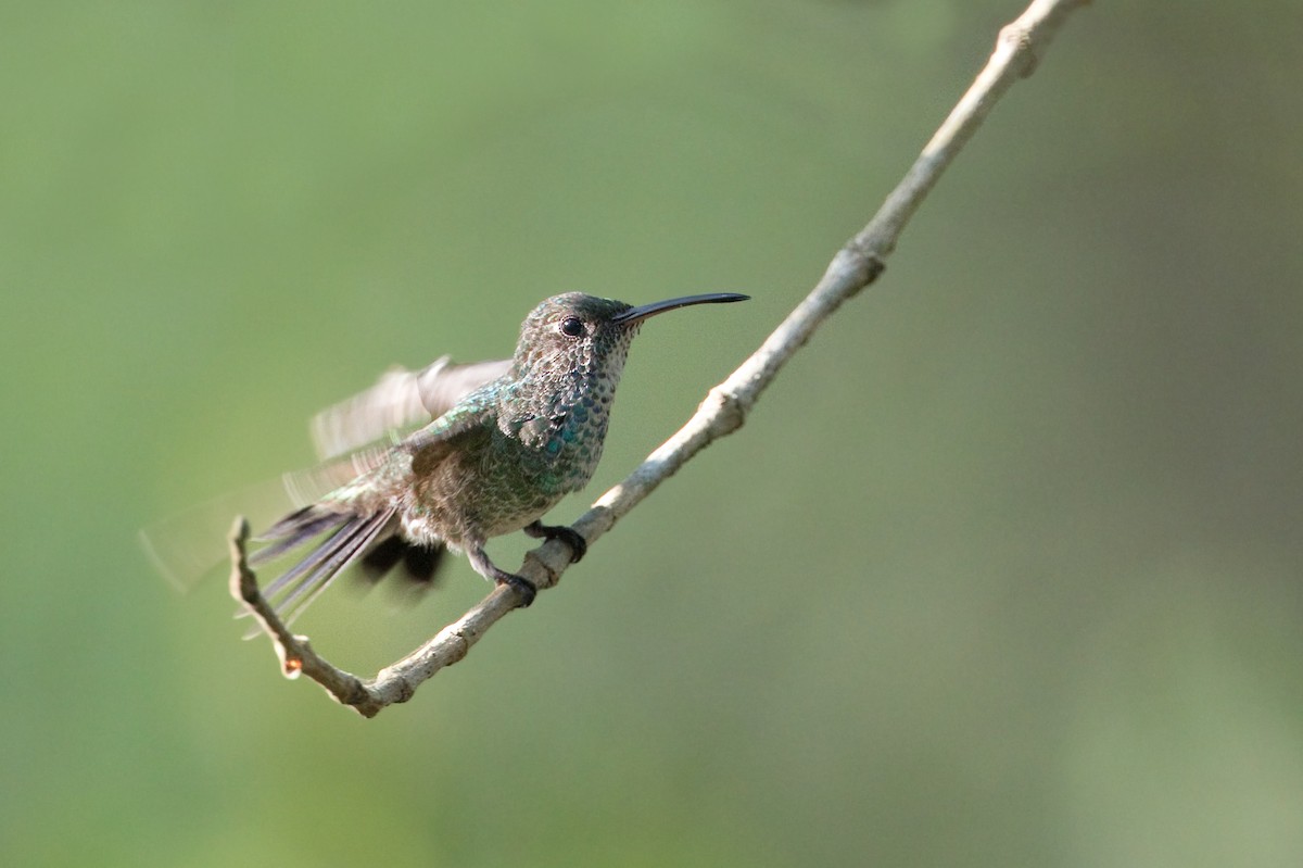 Sapphire-bellied Hummingbird - Michel Gutierrez