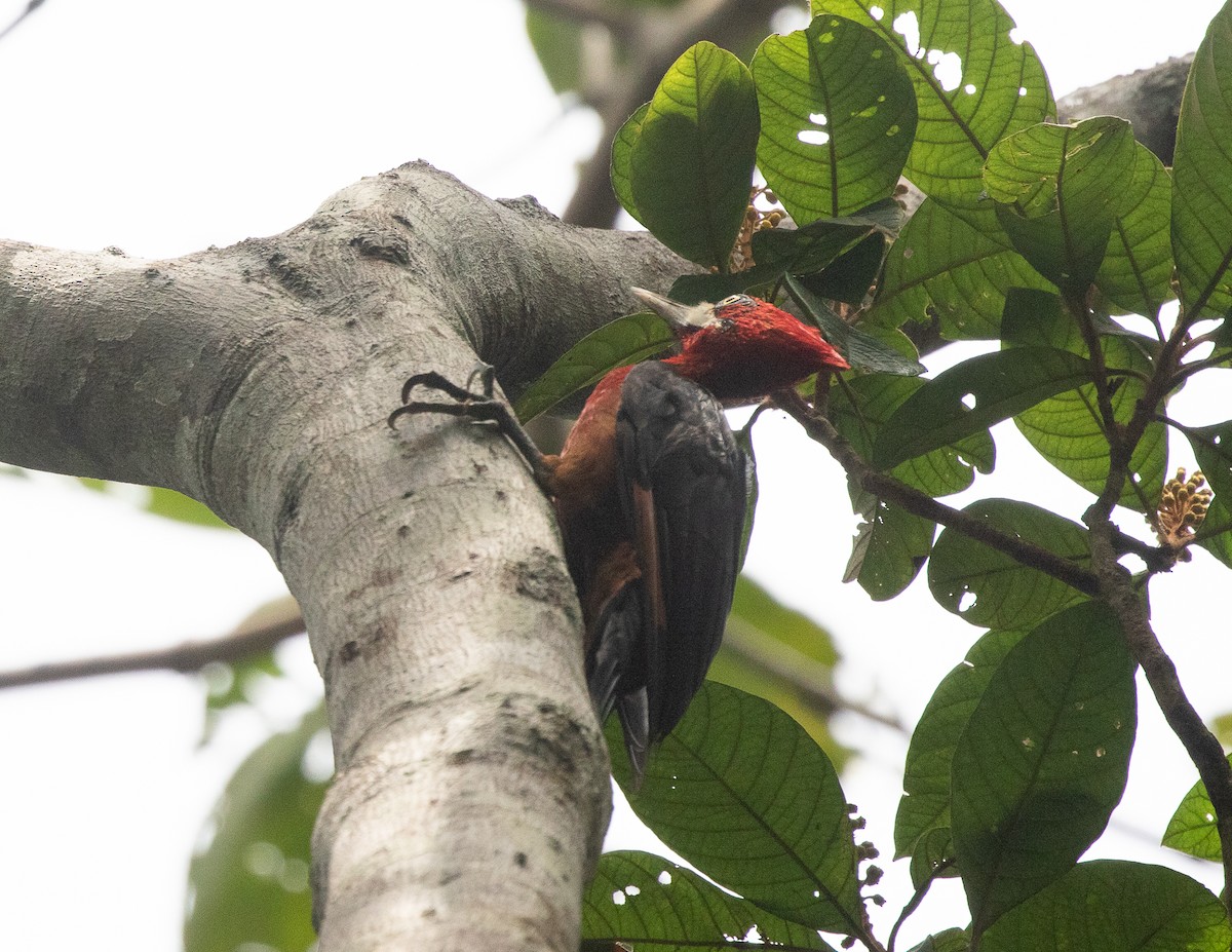 Red-necked Woodpecker - ML502594911