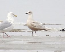 Iceland Gull (kumlieni/glaucoides) - Phillip Odum