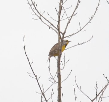 Eastern Meadowlark - Phillip Odum