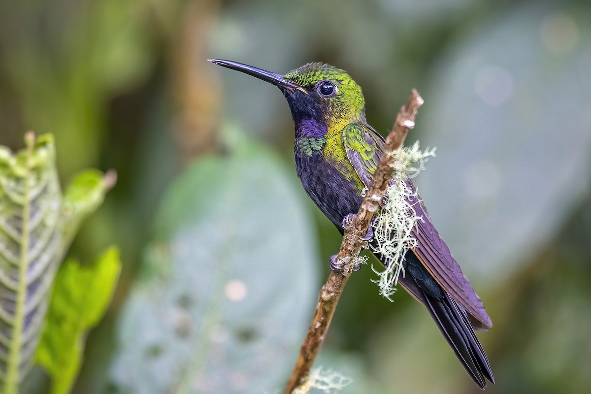 kolibřík zelenoprsý - ML502600431