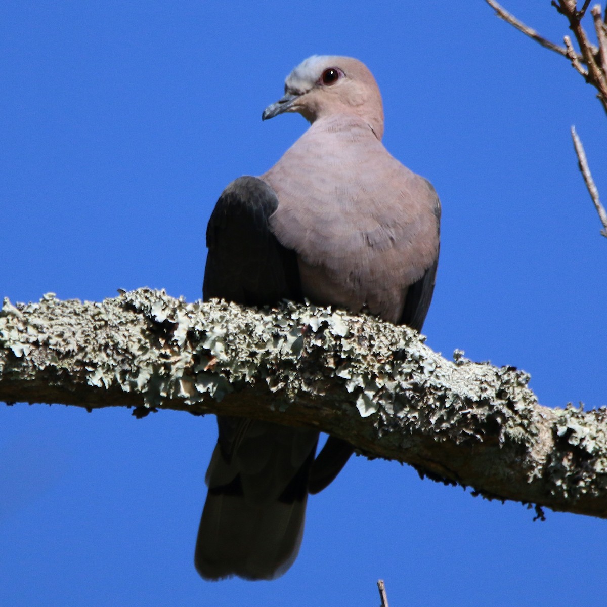 Red-eyed Dove - ML502603441