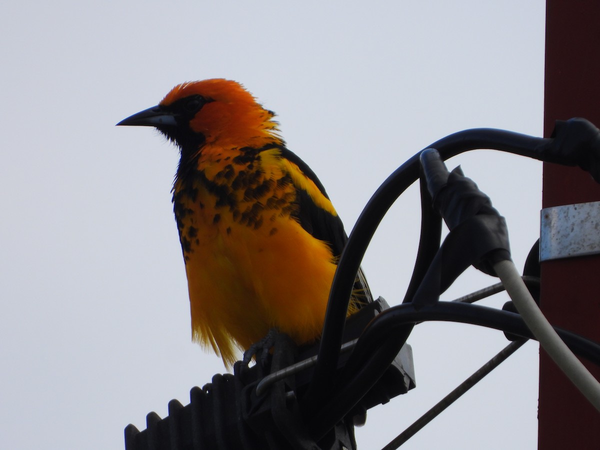Spot-breasted Oriole - ML502603961