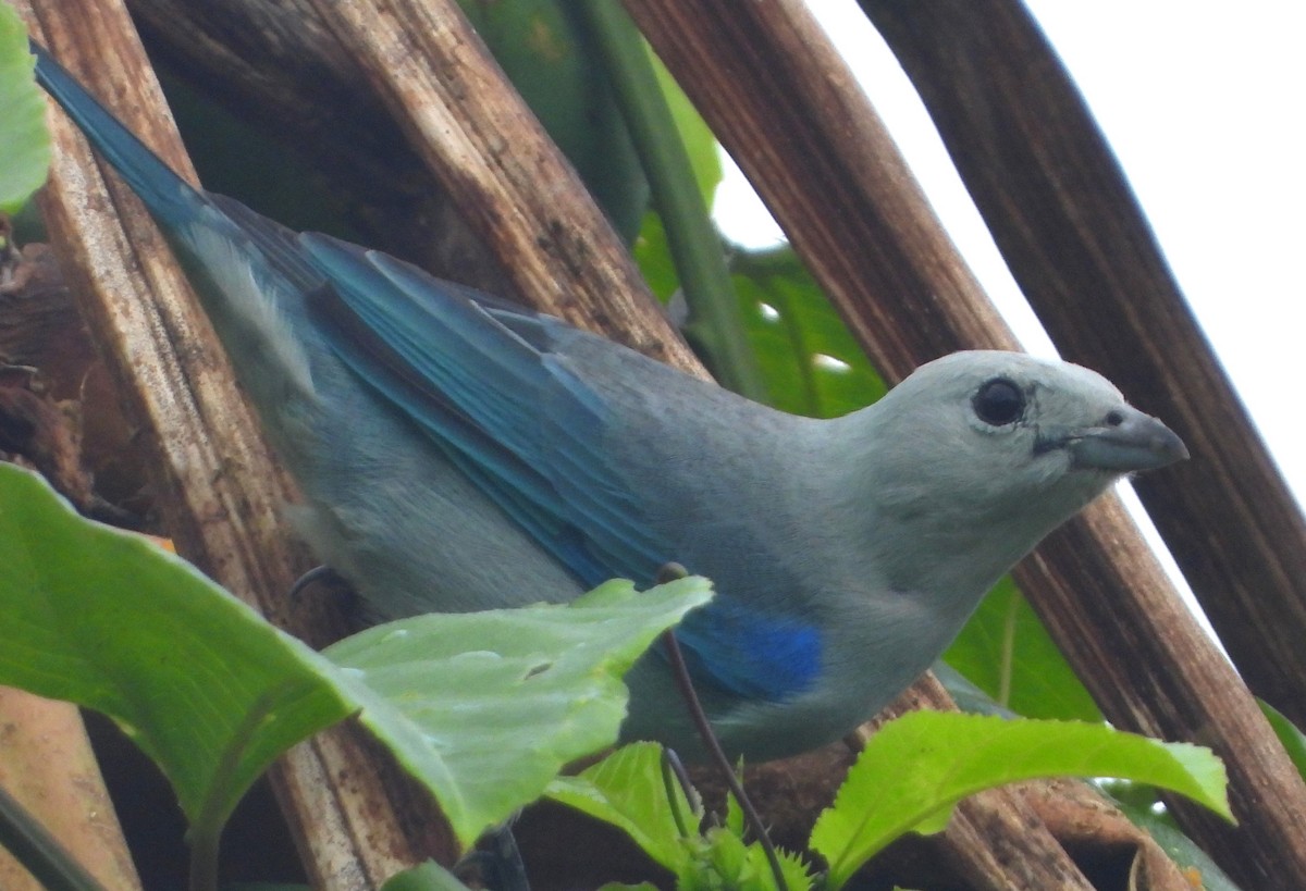 Blue-gray Tanager - ML502604461