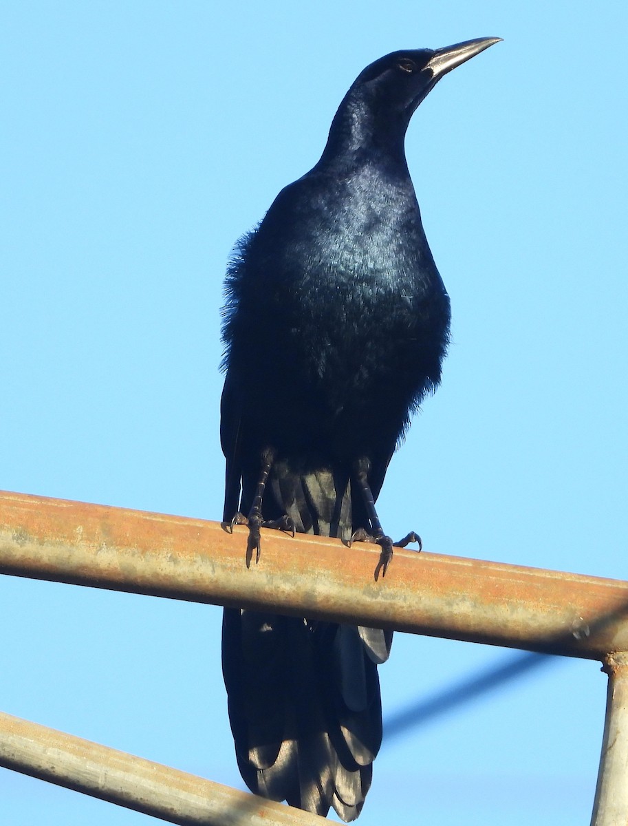 Great-tailed Grackle - Salvadora Morales