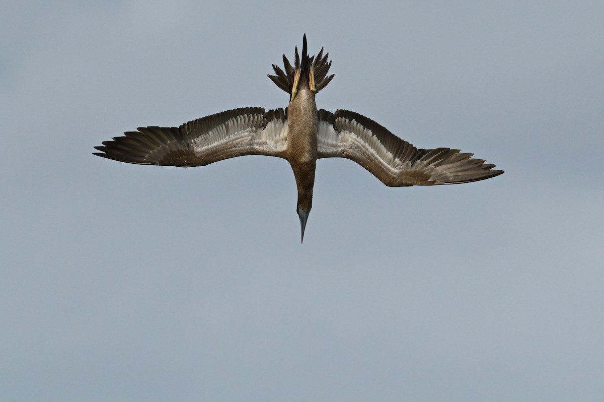Brown Booby - ML502604641