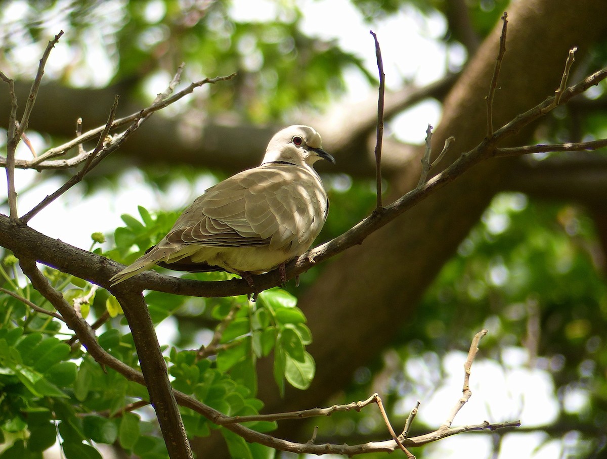 African Collared-Dove - ML502606761
