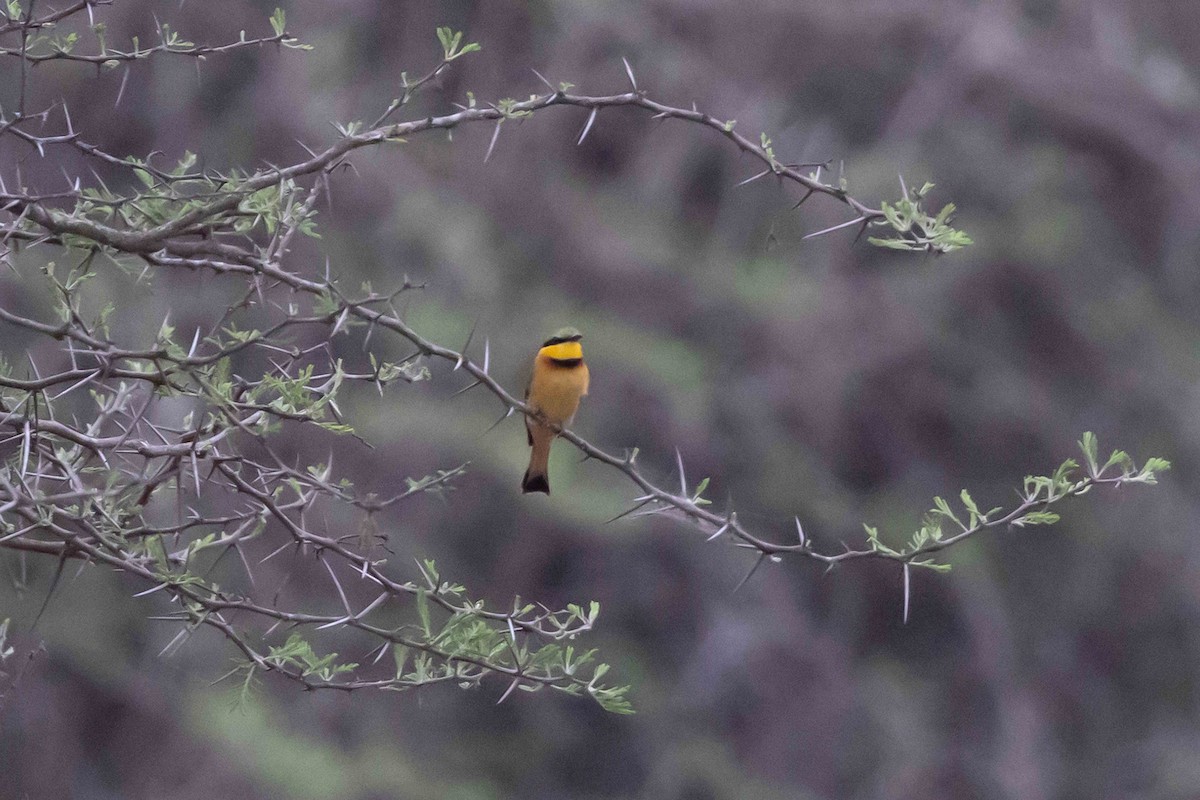 Little Bee-eater - ML502607771