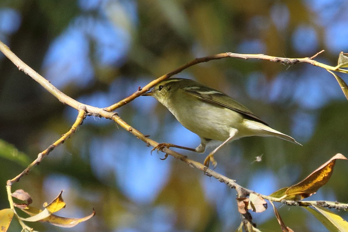 Yellow-browed Warbler - ML502609561