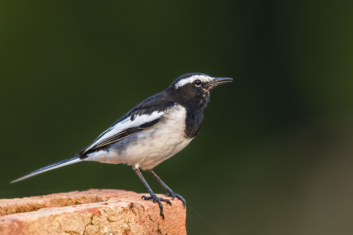 White-browed Wagtail - ML502610361