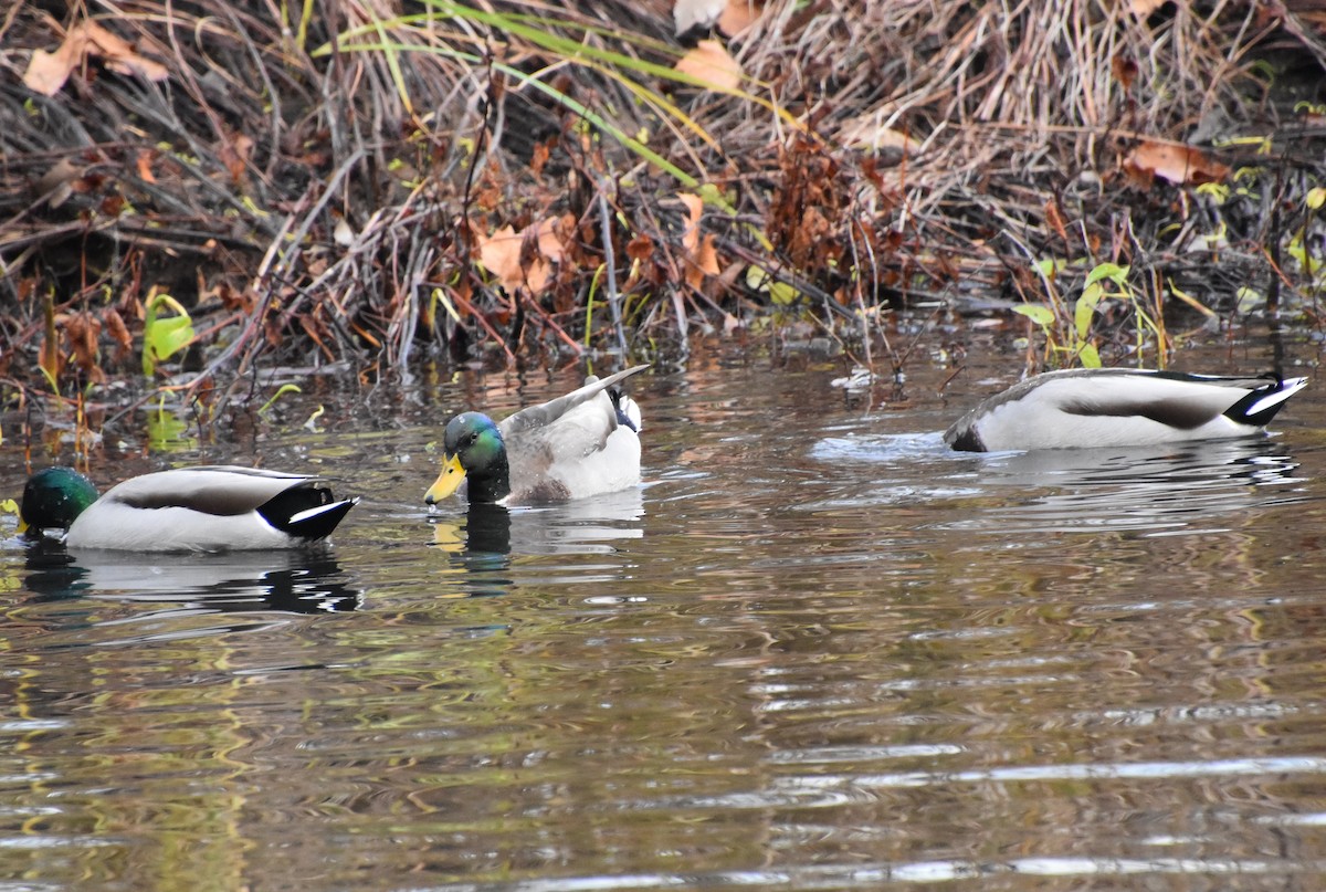 Ebird Checklist - 11 Nov 2022 - Avon Town Hall Park - 30 Species