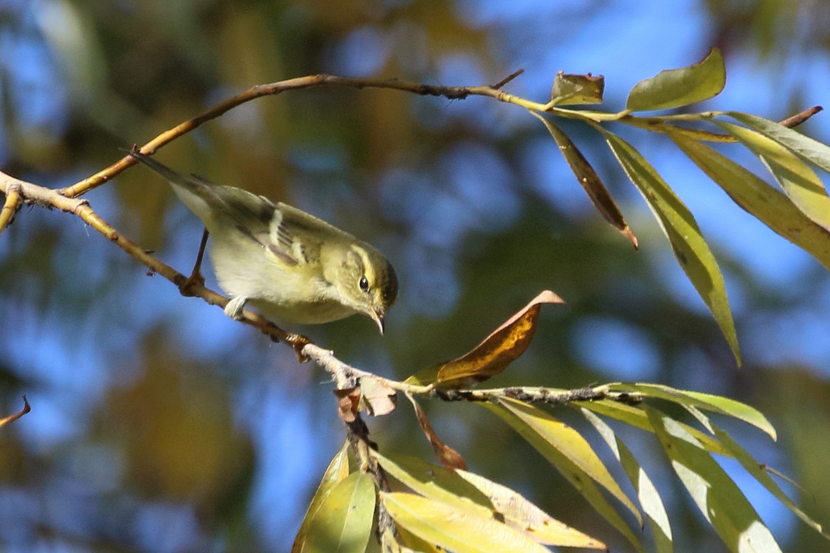 Yellow-browed Warbler - ML502612281