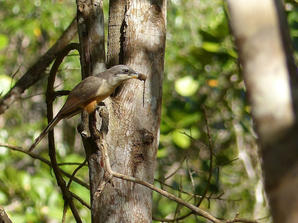 Mangrove Cuckoo - ML502613121