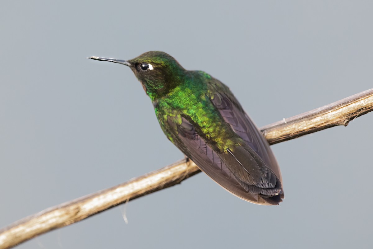 kolibřík turmalinový - ML502613181