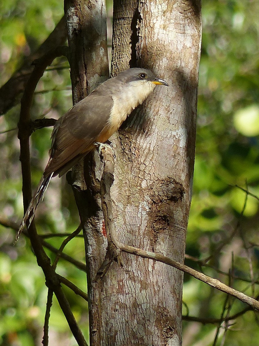 Mangrove Cuckoo - ML502613191