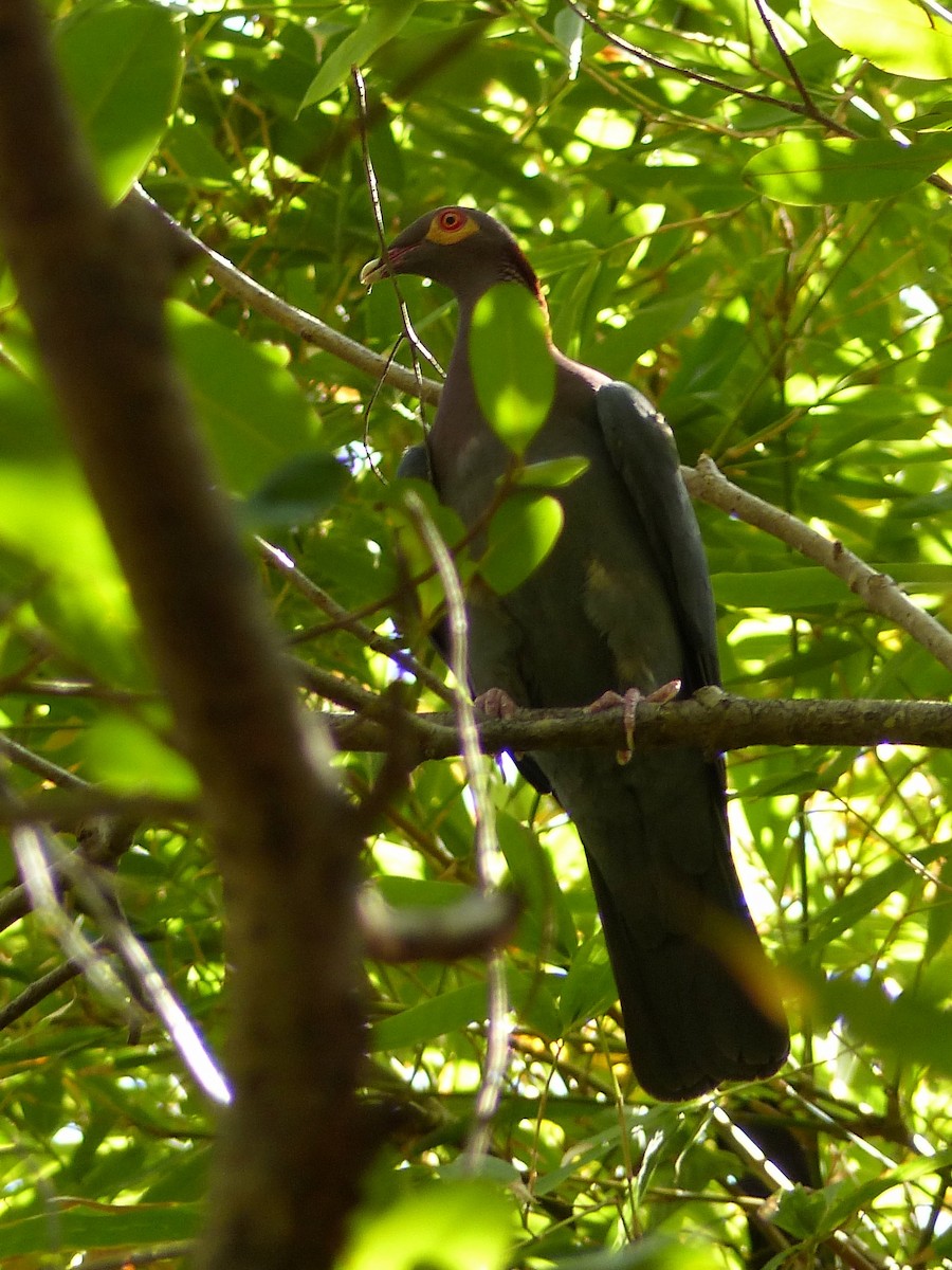 Scaly-naped Pigeon - ML502613361