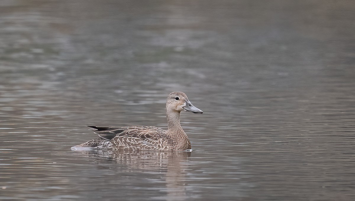 eBird Checklist - 11 Nov 2022 - Colleyville Nature Ctr. (PPW-W 082 ...