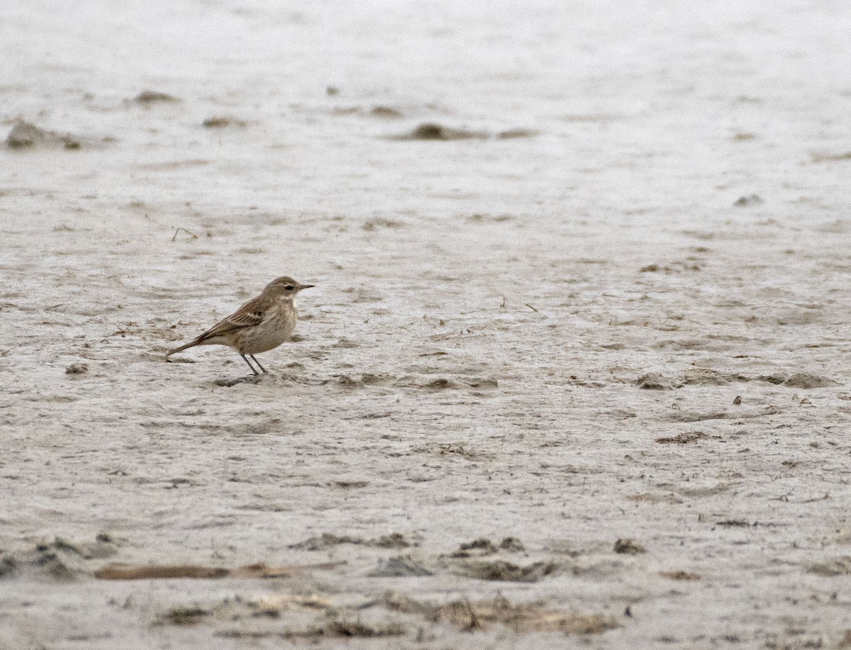 Water Pipit - ML502617211