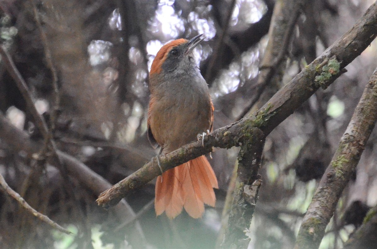 Rufous-capped Spinetail - ML502626851