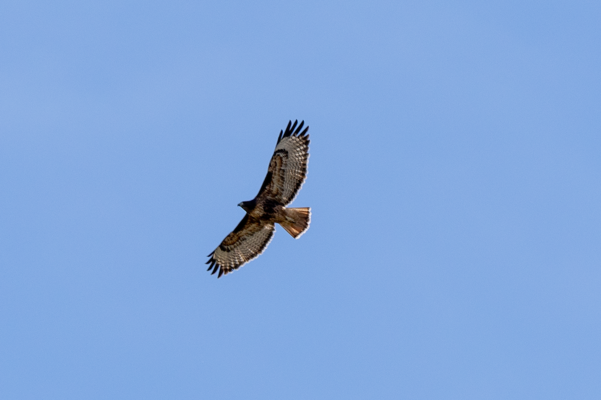 Red-tailed Hawk - ML502630931
