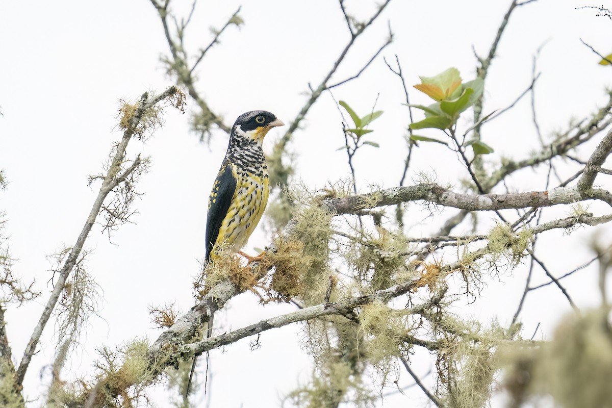 Swallow-tailed Cotinga (Palkachupa) - ML502638211