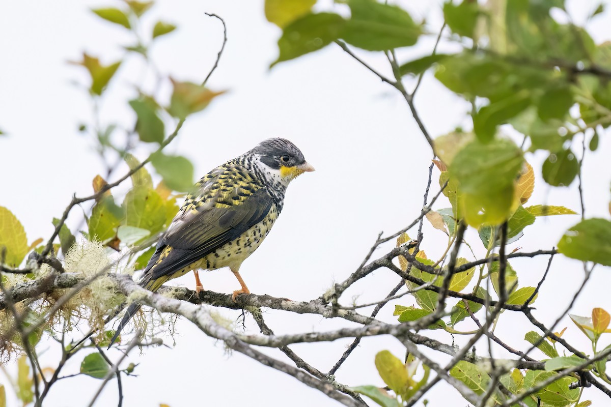 Swallow-tailed Cotinga (Palkachupa) - ML502638221