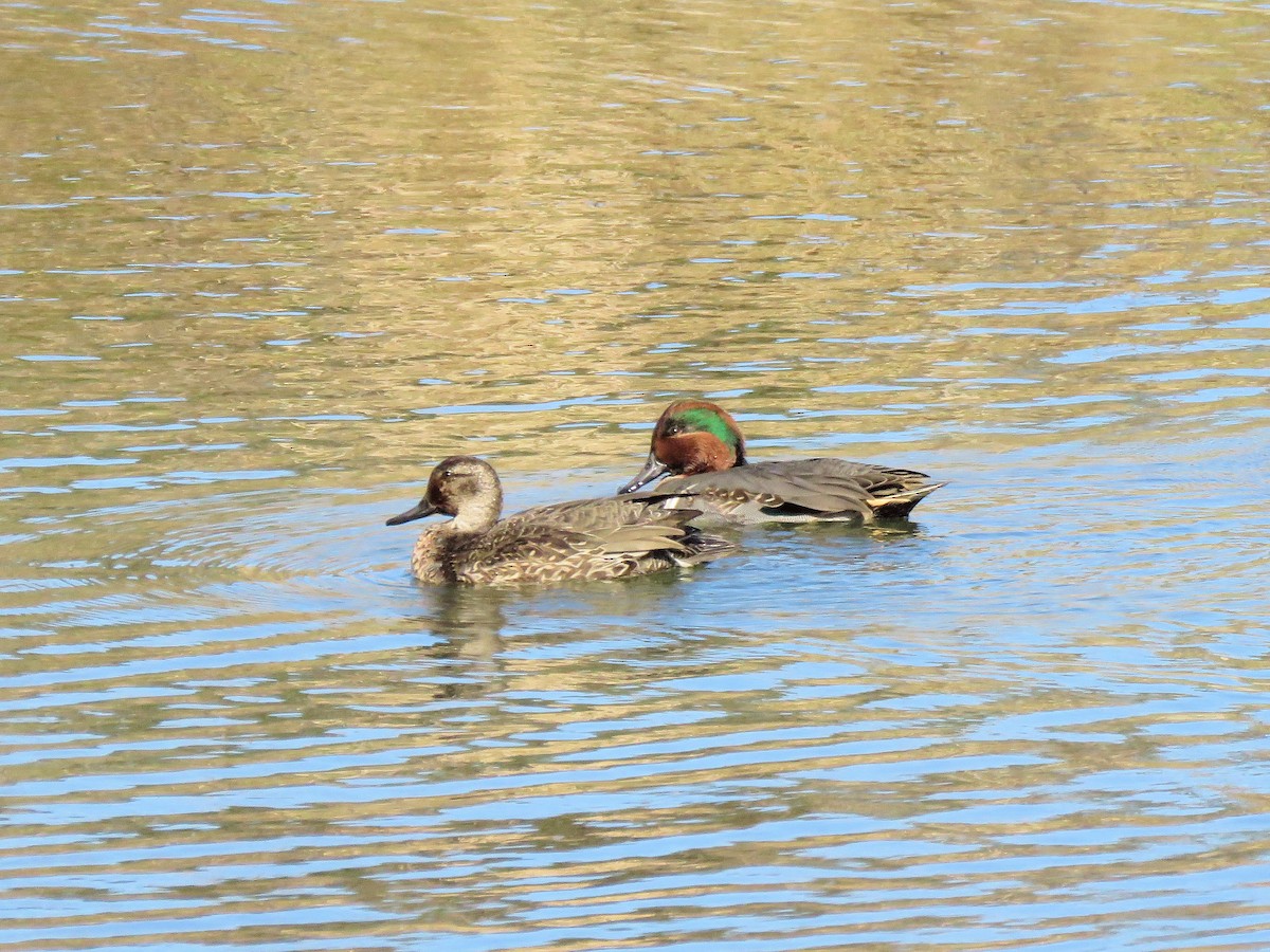Green-winged Teal - ML502638501