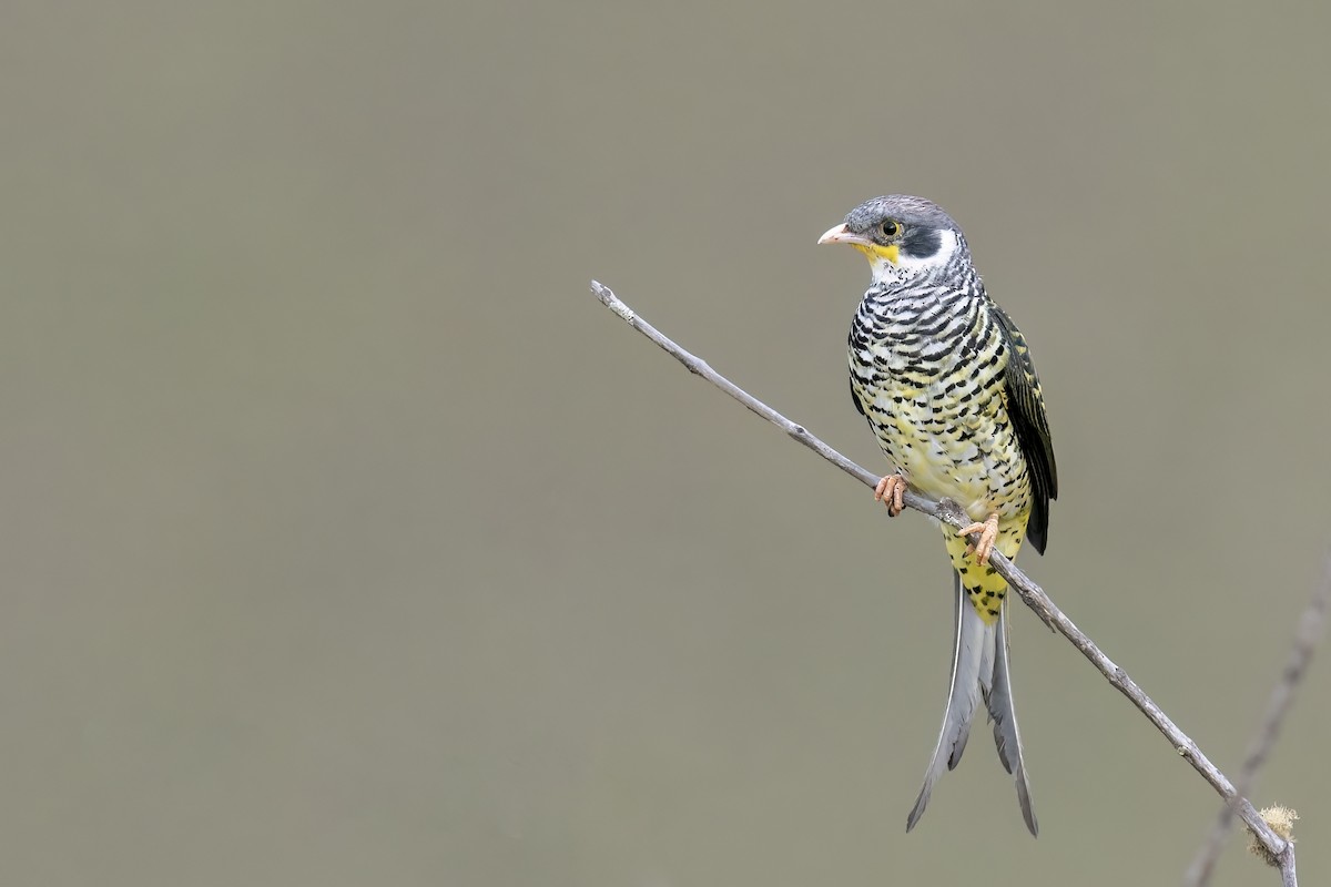 Swallow-tailed Cotinga (Palkachupa) - ML502639491
