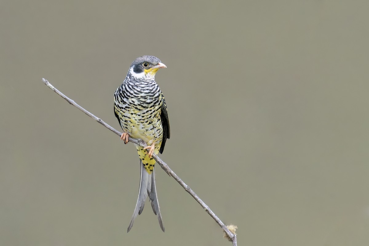 Swallow-tailed Cotinga (Palkachupa) - ML502639501