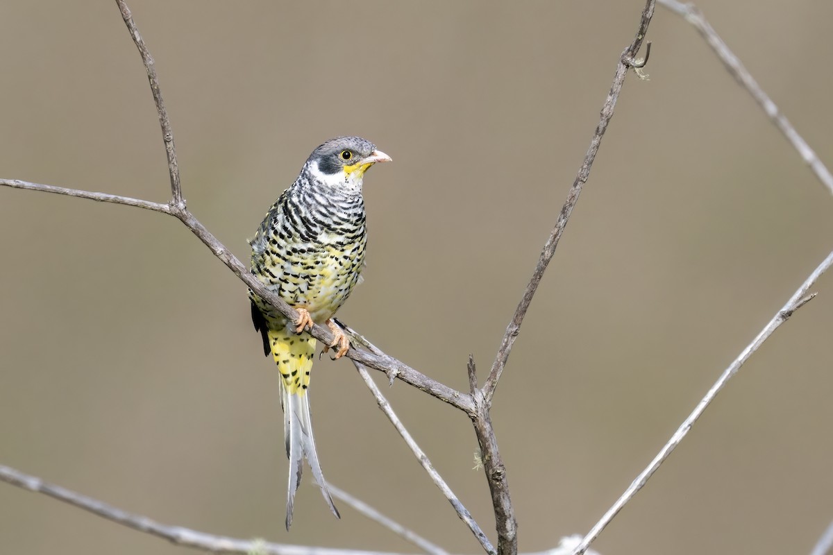 Swallow-tailed Cotinga (Palkachupa) - ML502639531