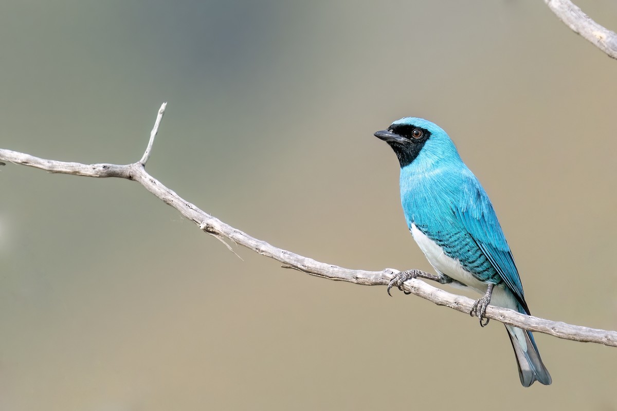 Swallow Tanager - ML502640381