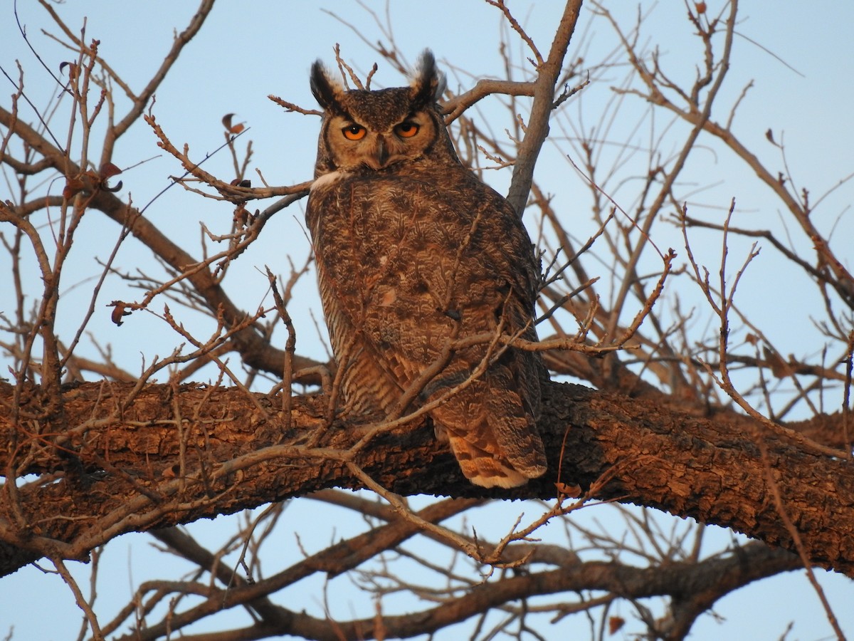 Great Horned Owl - ML50264041