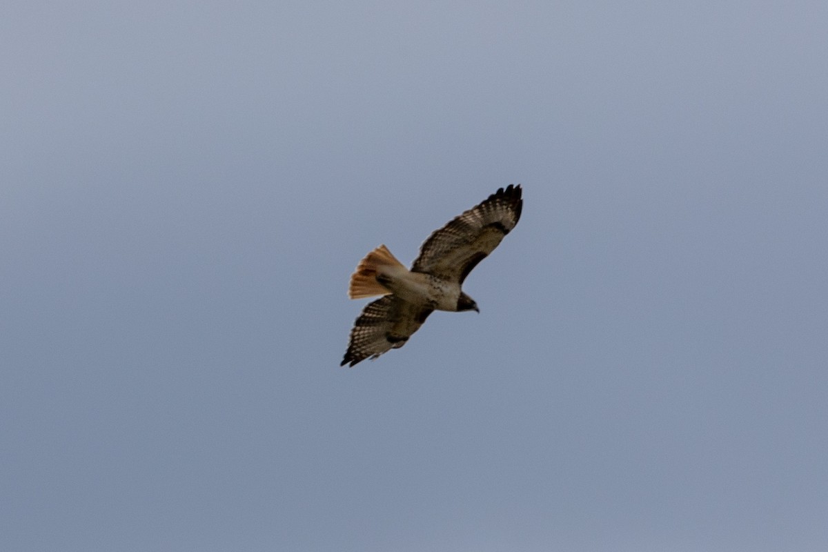 Red-tailed Hawk - ML502641261