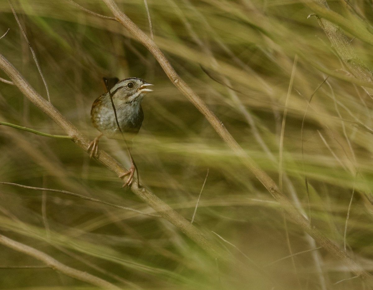 Swamp Sparrow - Anne Inga