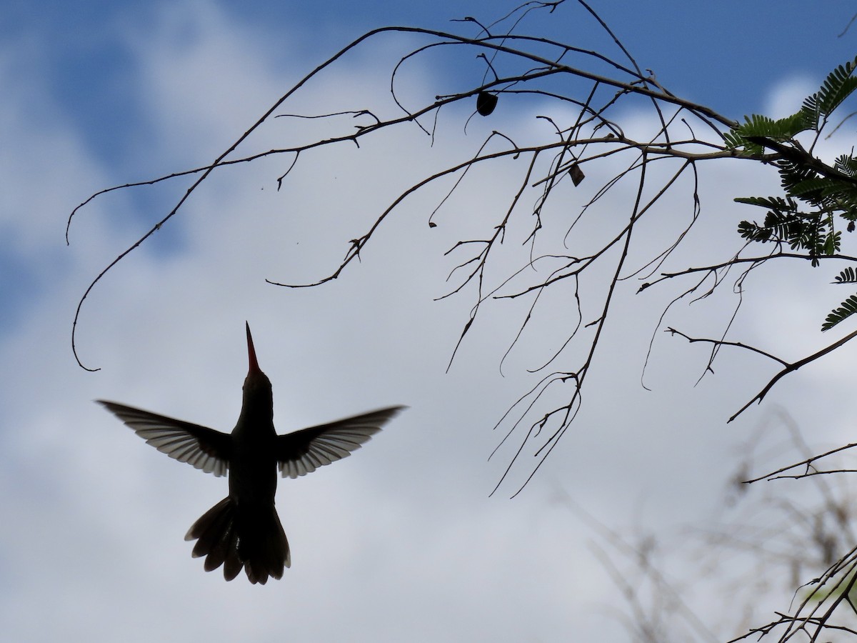 Gilded Hummingbird - ML502642691