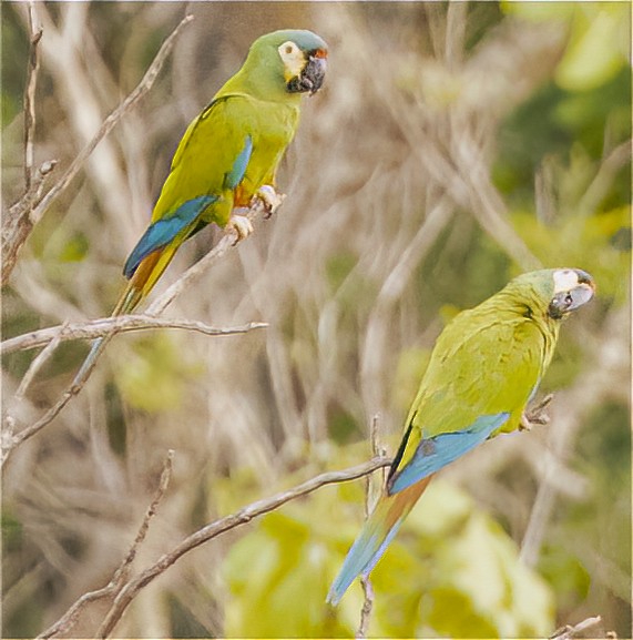 Blue-winged Macaw - ML502654691