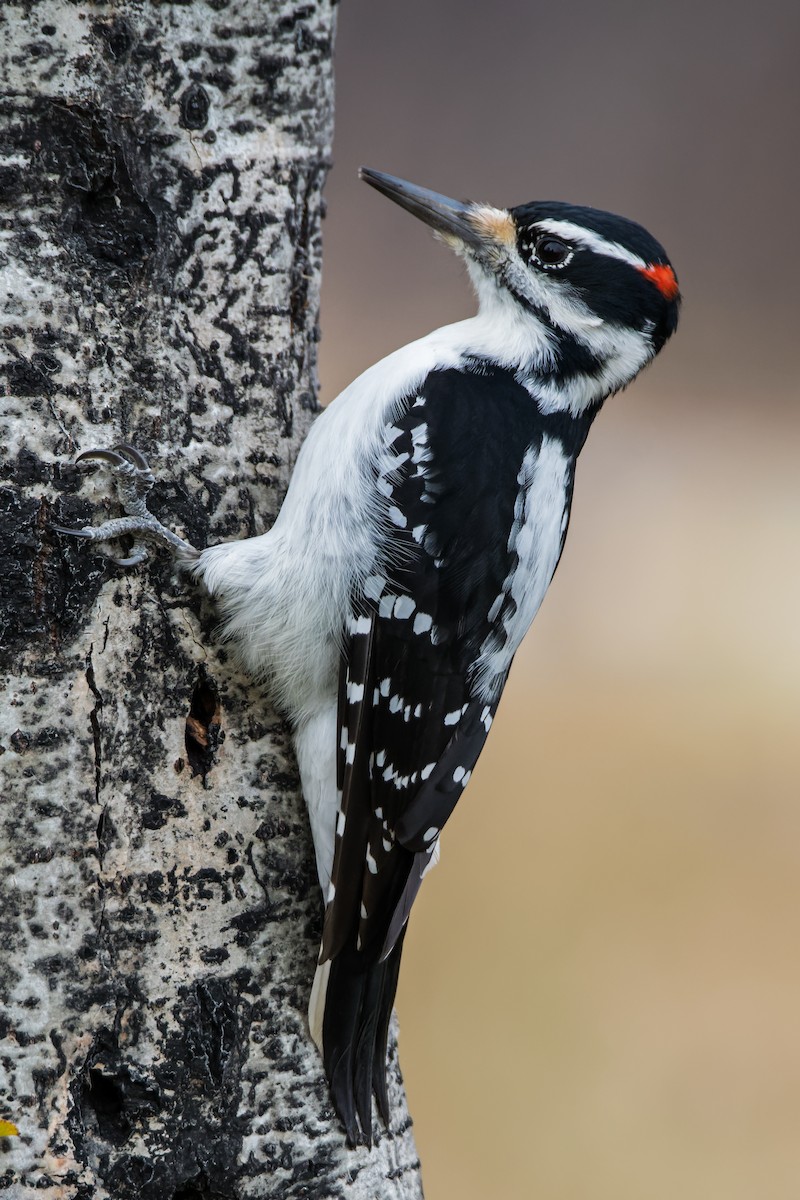 Hairy Woodpecker - ML502662081