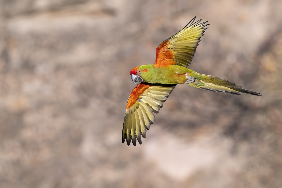 Red-fronted Macaw - ML502662921