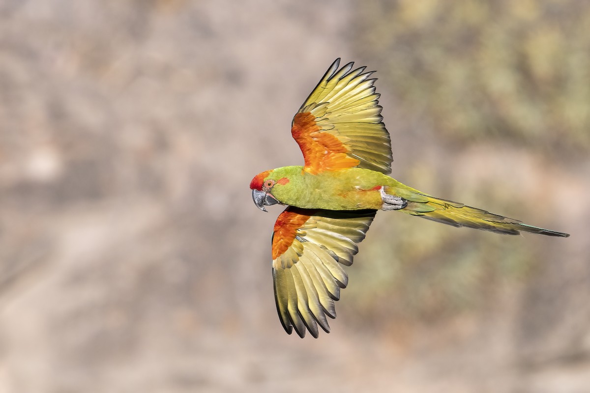 Red-fronted Macaw - ML502662931