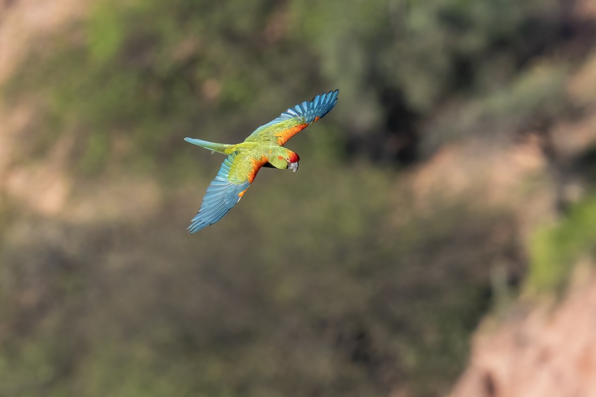 Red-fronted Macaw - ML502662951